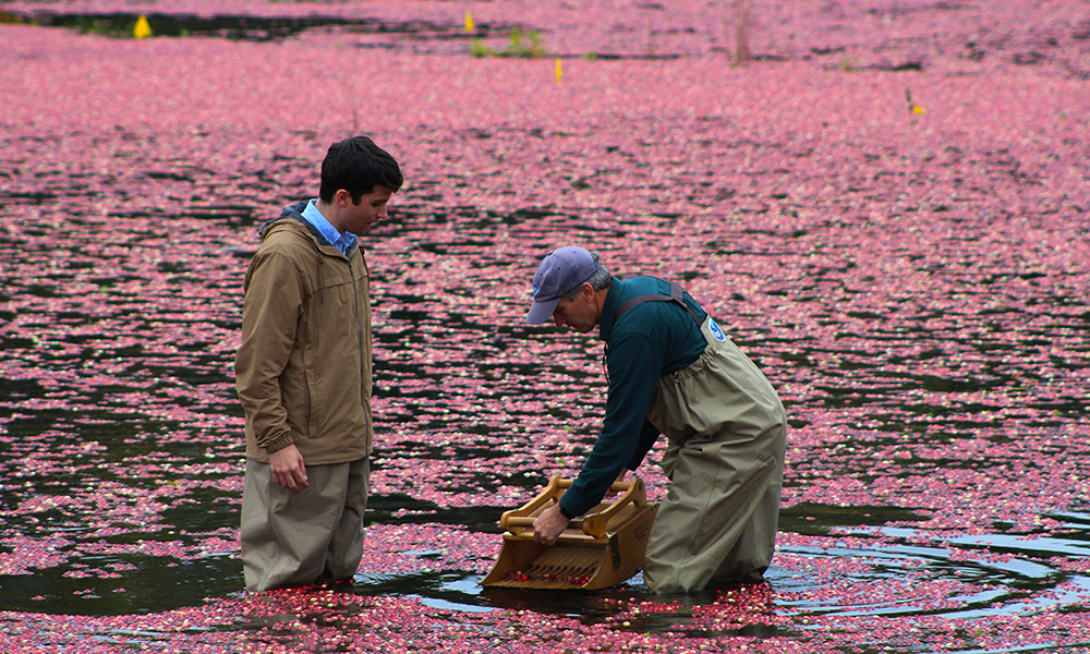 Cranberry bog.