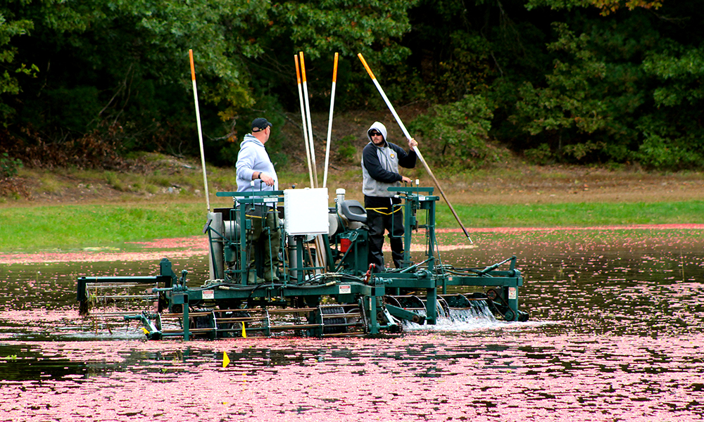 Cranberry bog.